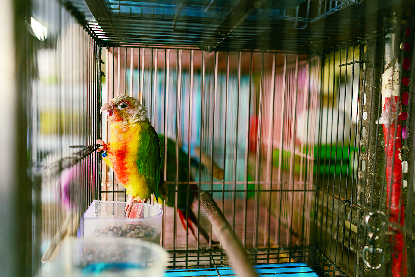 鳥街的鸚鵡